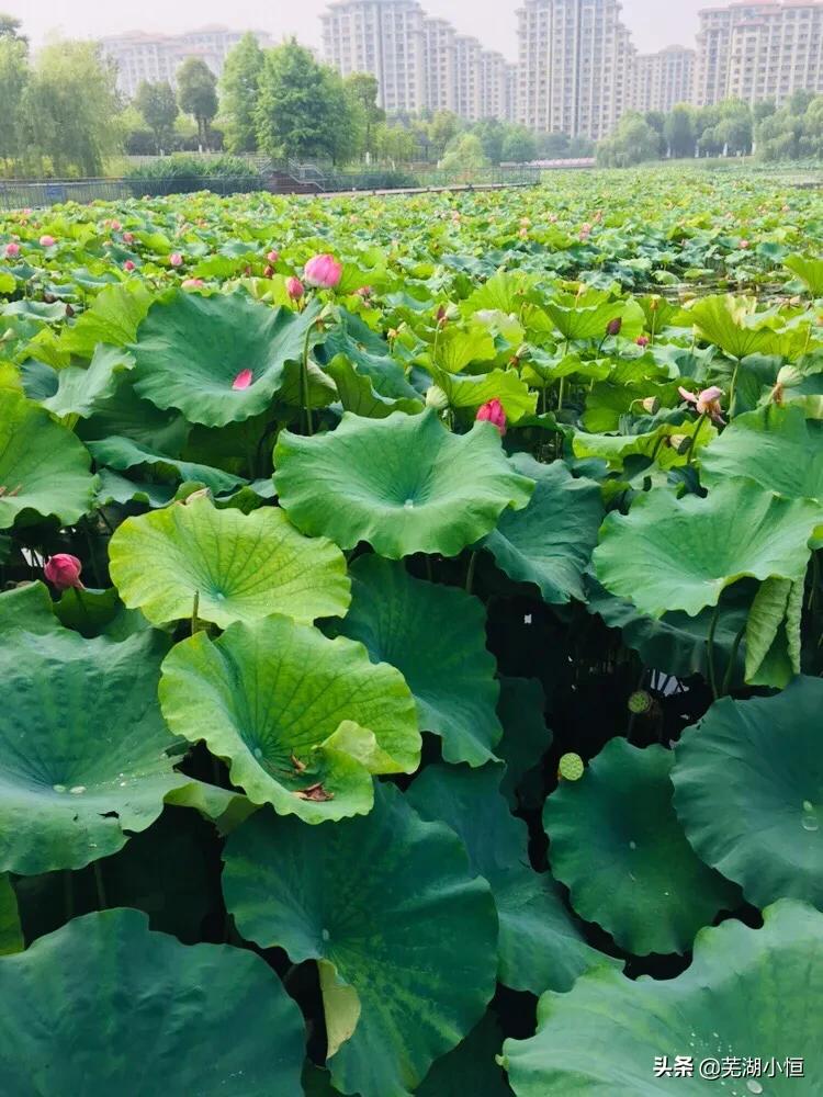 芜湖土地热浪涌动，学习力量同步提升，最新拍地消息速递